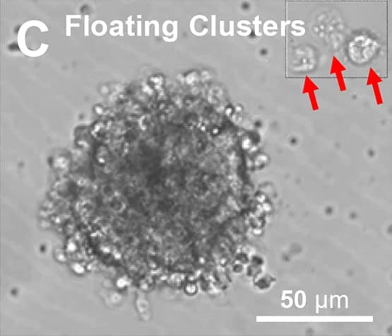Grey light-microscope image of a large, round, bumpy cluster of many small cells. A boxed inset at the top right shows three single cells, each marked by a red arrow. Labeled "C Floating Clusters", with a 50 micrometer scale bar.