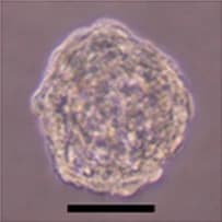 Light-microscope image of one compact, round cluster of cells with a slightly bumpy edge, on a pale mauve-grey background, with a black scale bar below it.