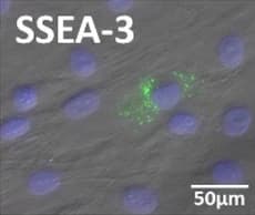 Microscope image of flat, streaky grey cells with pale blue-violet oval nuclei. One cell near the center is speckled with small bright green dots. Labeled "SSEA-3", with a 50 micrometer scale bar.